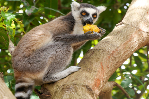 Nederlandse dierentuinen planten een miljoen bomen in Madagaskar