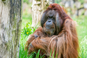 Orang-oetan Kevin uit Apenheul overleden