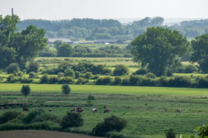 Heggen zorgen voor meer insecten in Ugchelen