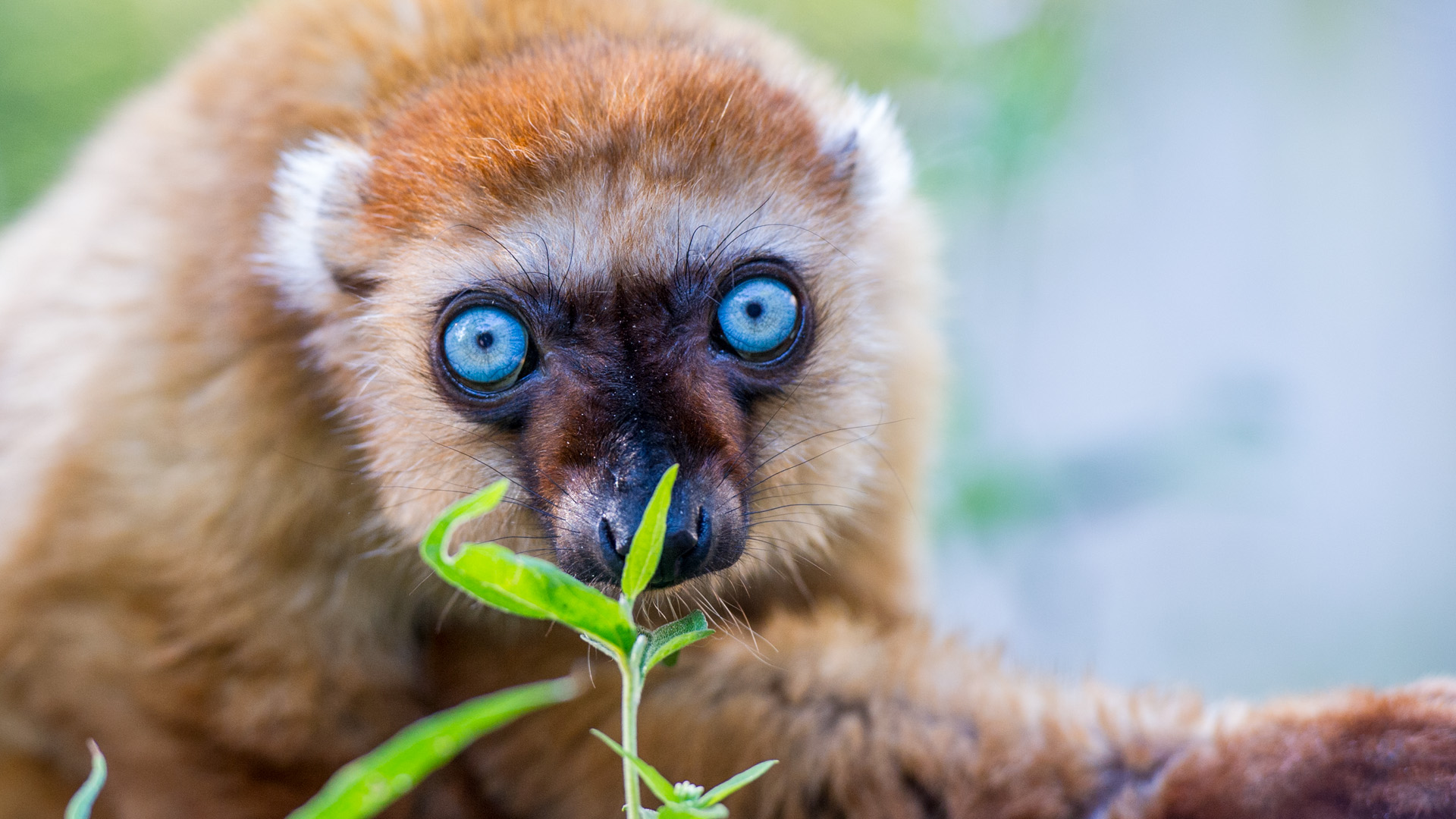 Apenheul helpt bij behoud van bedreigde blauwoogmaki 