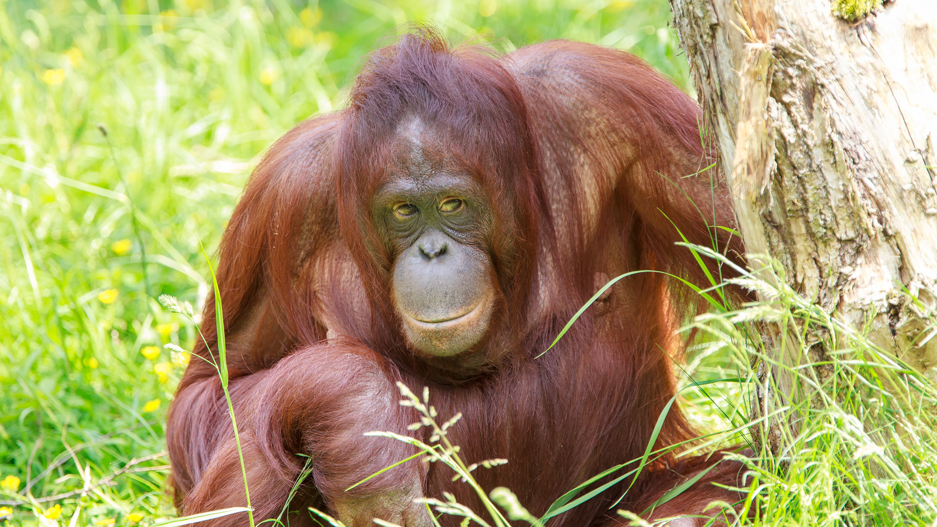 Orang-oetan geboren in Apenheul 
