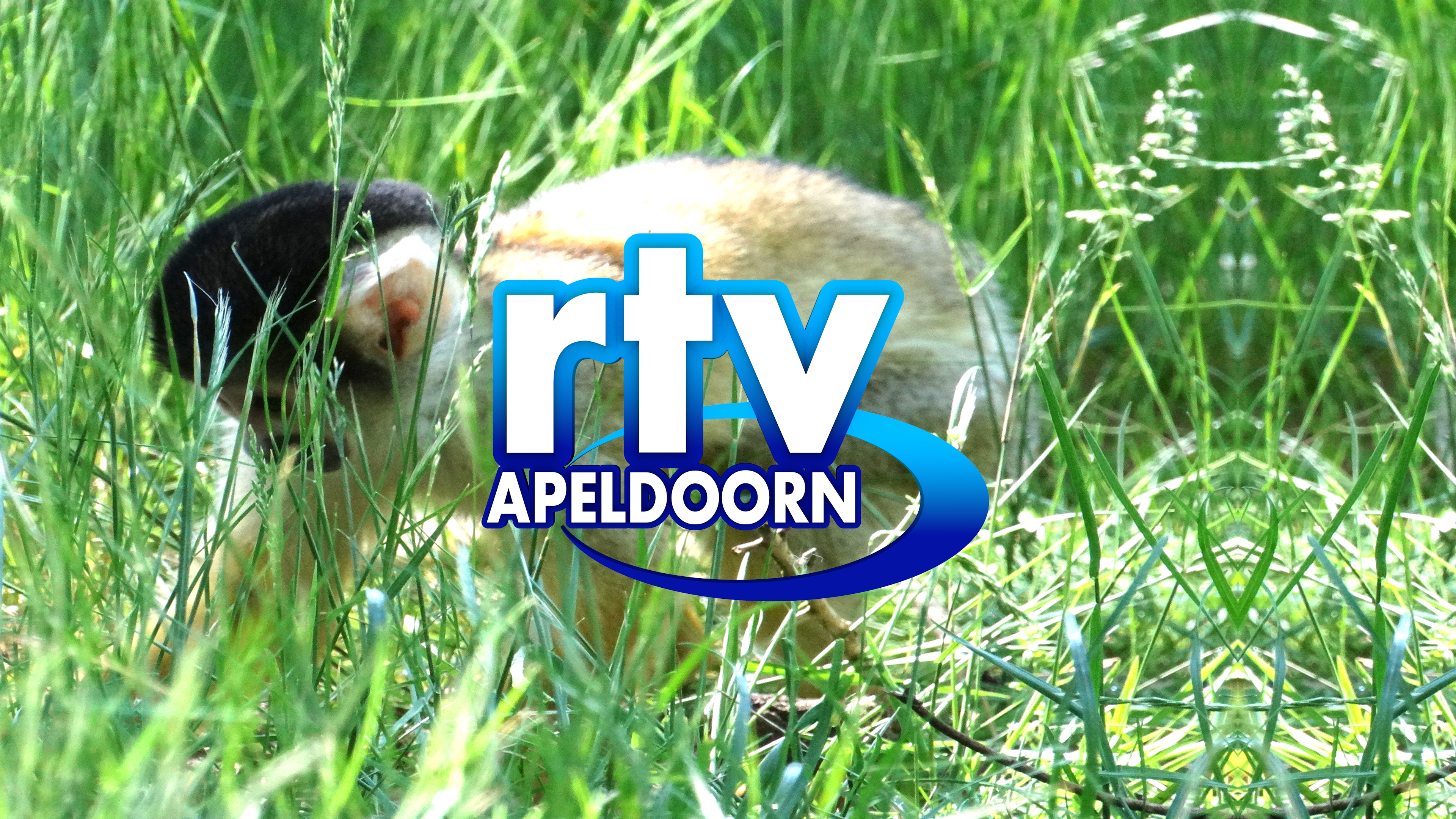 RTV Apeldoorn